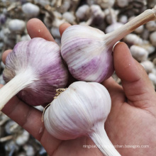 2021 New Crop Jining Fresh new crop red garlic